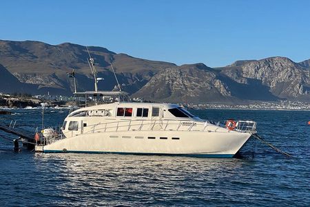 Full Day Small Group Whale Watching and Wine Tasting Experience