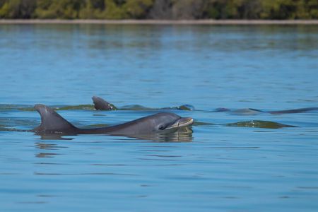 Private Dolphin and Nature Tour of Hilton Head