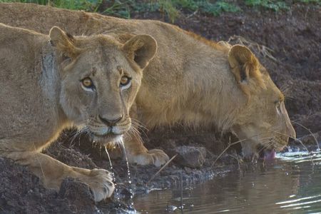 Half day Nairobi National Park Guided 4x4 Safari with Free Pickup