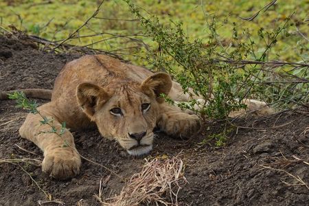 Full Day Trip to Mikumi National Park from Zanzibar