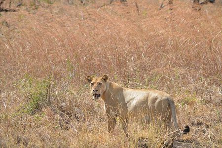 2 Days -1 Night - Safari to Mikumi National Park from Zanzibar