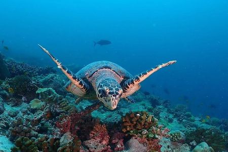 Monkey Tour; Salaam Cave; Paje Beach; The Rock; Kuza Cave Tour