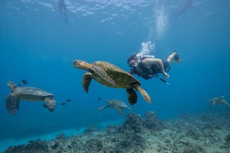 Certified Diver: 2-Tank Shallow Reef Dives off Oahu