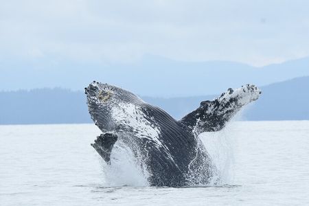 Vancouver's Intimate West Coast Whale Watching Experience