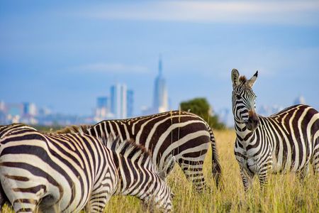 Early Morning Group Joining Safari To Nairobi National Park