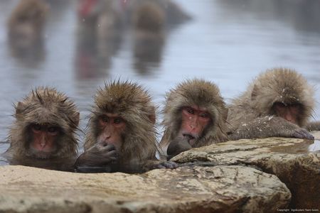 Snow Monkey Park Private Tour from Tokyo with licensed guide