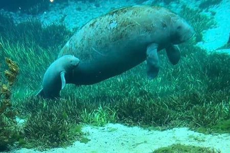 Sassy Silver Springs Kayak and Paddle Rental