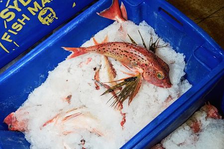 Sydney Fish Market Behind the Scenes Tour