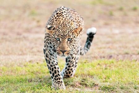 2-Day Safari from Zanzibar to Serengeti & Ngorongoro