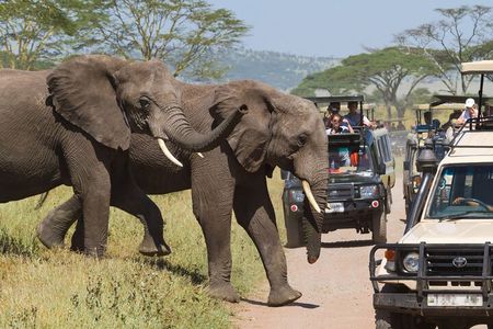 3 Days and 2 Night Maasai Mara Group Safari Tour 