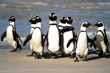 Private Tour: Table Mountain and Penguins visit