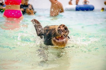 Swimming Pigs Of Rose Island & Beach Day - Group Tour