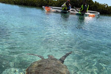 Clear Kayak Eco Tour Explore Mangroves and Meet the Turtles