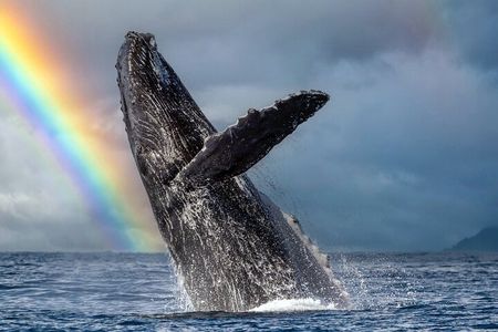 1.5 Hour Whale Watching Cruise With Transportation
