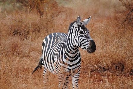Full Day Safari Tour at Tsavo East National Park from Mombasa