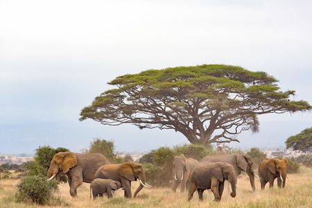 Day Tour to Amboseli National Park