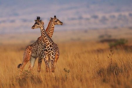 7 Days Safari to Masai Mara Nakuru and Amboseli in upgraded camps