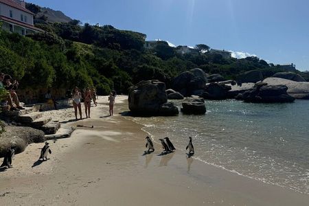 Private Tour: Cape Peninsula & Penguin Beach, Cape Point & more