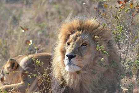 Private Tour to Aquila Game Reserve in Cape Town - see the Big5