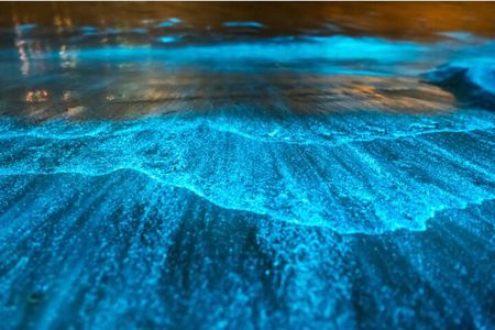 Bioluminescence by kayak or SUP to Los Arcos Puerto Vallarta