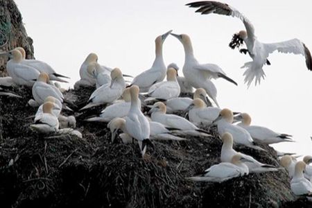 Honningsvåg Shore Bird Safari Adventure