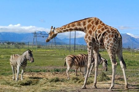 Cheetah Outreach, Giraffe Encounter, and Wine Tasting Experience