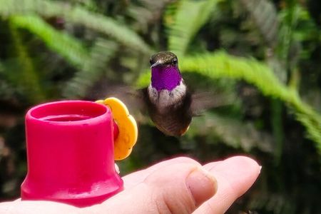 Full-Day Private Cloud Forest Hummingbird Feeders &Quito Old Town