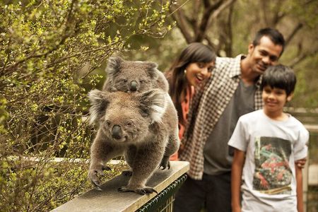 Phillip Island Tour - Koala's, Wallabies & Little Penguins.
