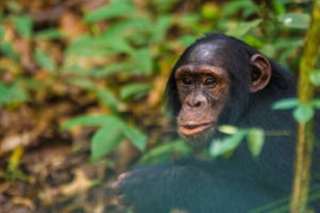 6 Days Big Five Tour Adventure & Chimpanzee Tracking