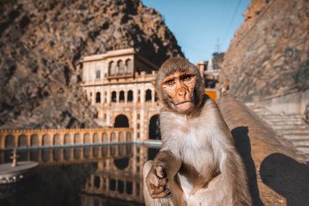 From Delhi: Jaipur city Tour with Monkey Temple by Car