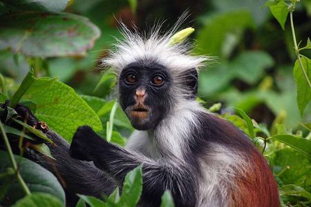 Zanzibar: Jozani forest, Sea turtles Sanctuary & Rock Restaurant 