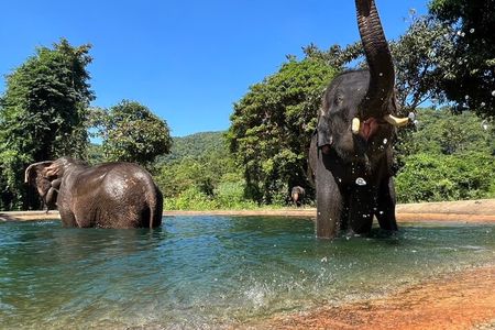 Ethical Elephant Watching Tour From Bangkok & Pattaya