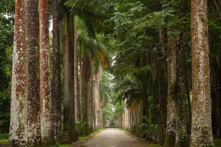 Botanical Garden and Tijuca Forest: Nature in Rio de Janeiro