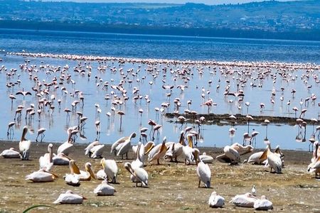 2-Day Tour in Lake Nakuru, Hell's Gate and Lake Naivasha