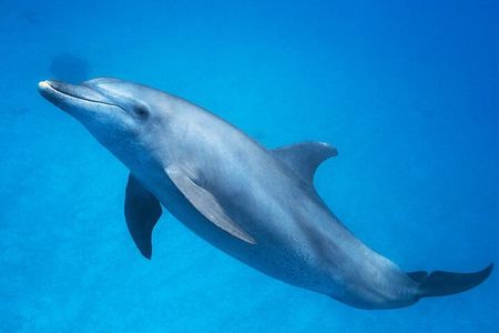 Snorkeling Adventure at Dolphin House Reef & Transfers-Marsa Alam