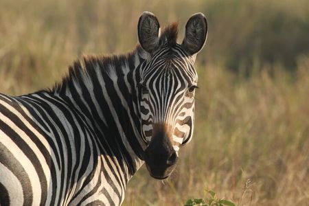 2 Days Tarangire and Ngorongoro Mid-Range Group Safari