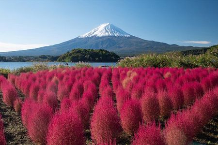Experience the Stunning Nature of Mt.Fuji - Private Tour