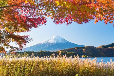 Experience the Stunning Nature of Mt.Fuji - Private Tour