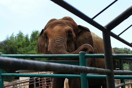 From Delhi: 1-day trip Mathura with Elephant conservation