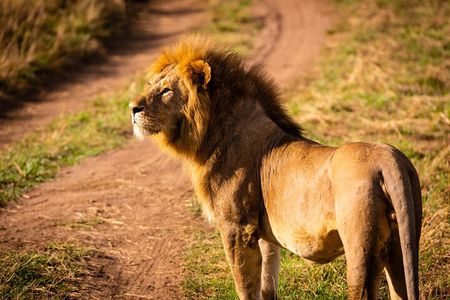3 Days Serengeti and Ngorongoro Midrange Safari