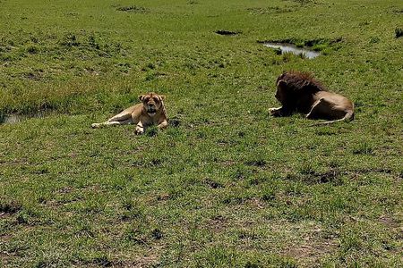 Nairobi National Park Morning Game Drive