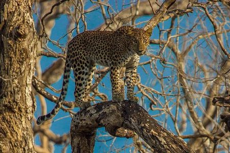 Wilpattu National Park Private Safari From Dambulla & Sigiriya