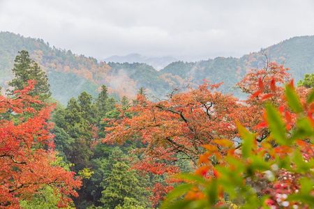 Kyoto Hiking Tour: The Nature and Legends of Kurama and Kibune