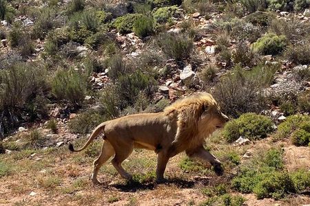 Aquila Game Reserve Sunset Safari Experience with Snacks