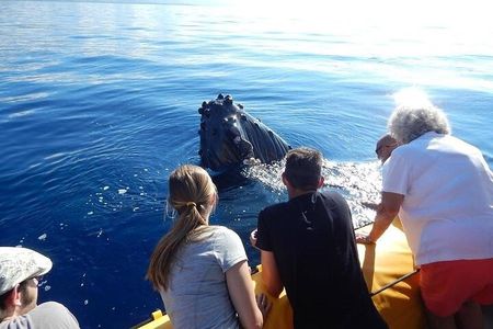2.5 Hour Whale Escape Tour