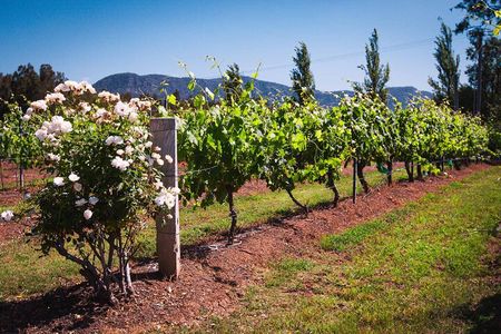 Private Hunter Valley Escape Tour From Sydney