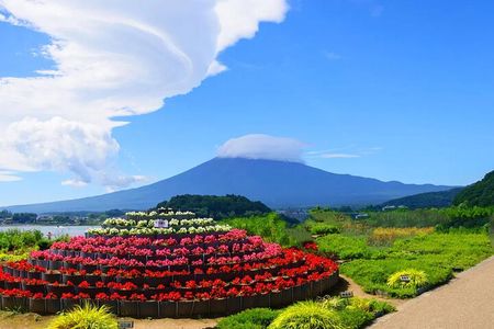 Mt Fuji Exploration Tour with Free Japanese Kusa Mochi from Tokyo