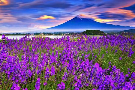 Mt Fuji Exploration Tour with Free Japanese Kusa Mochi from Tokyo