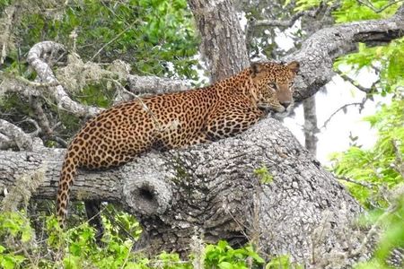 Yala National Park Half Day Safari - 4.30 a.m to 11.30 a.m 