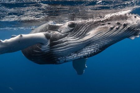Tahiti Whale Watching Tour
